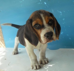 beagle dog price in olx